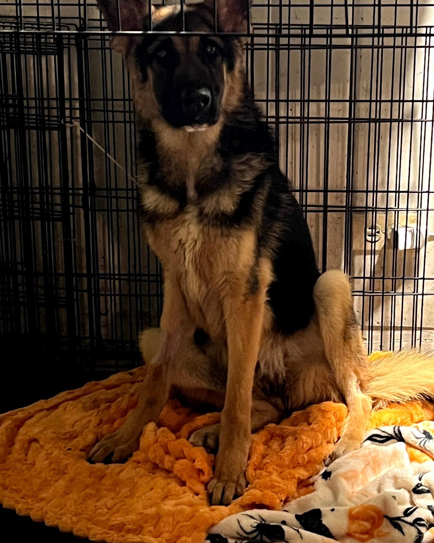 Enlarge Nova 25, a Adopted German Shepherd Dog in Hillside, IL image 1/3