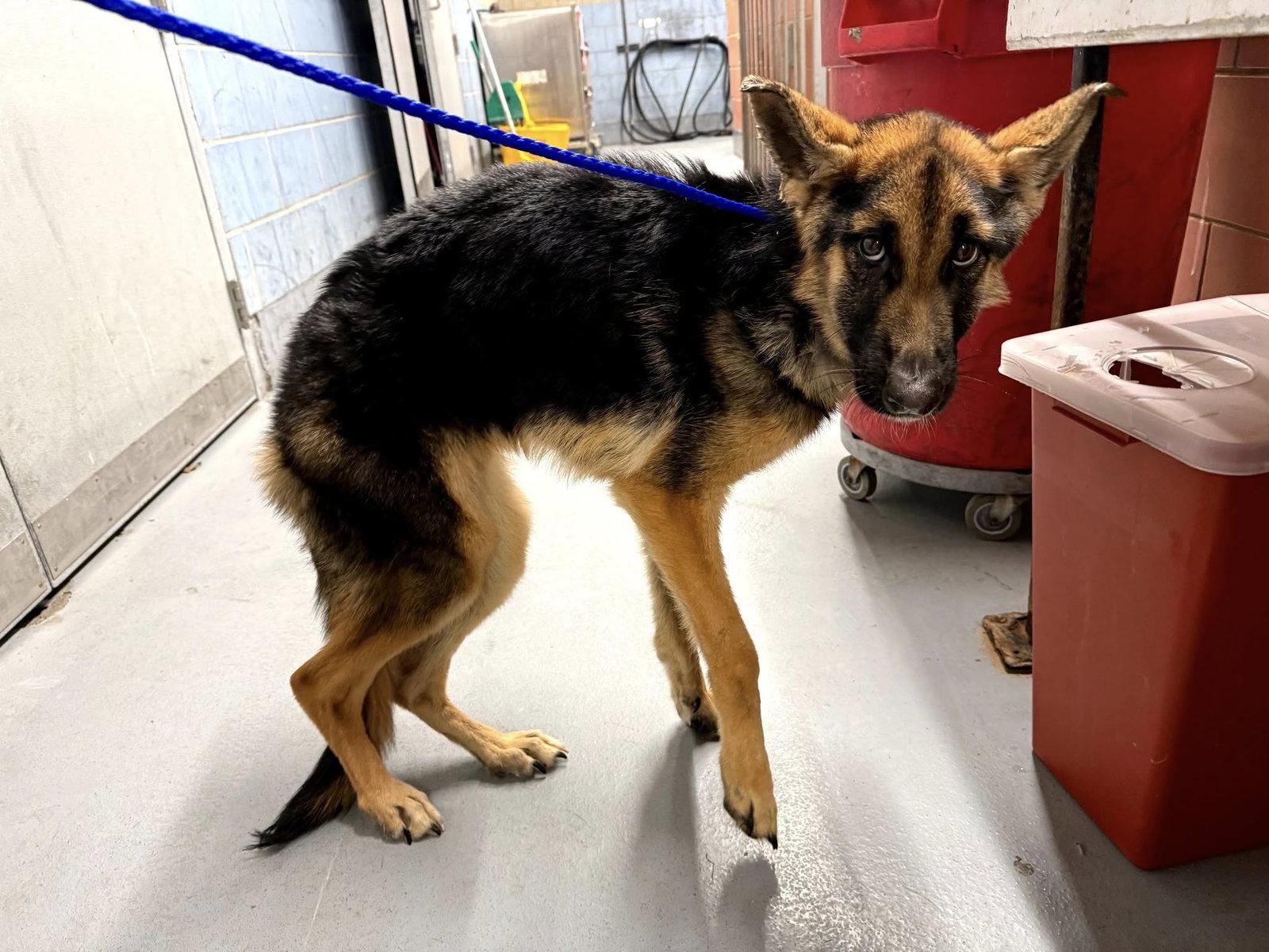 Enlarge Nova 25, a Adopted German Shepherd Dog in Hillside, IL image 2/3