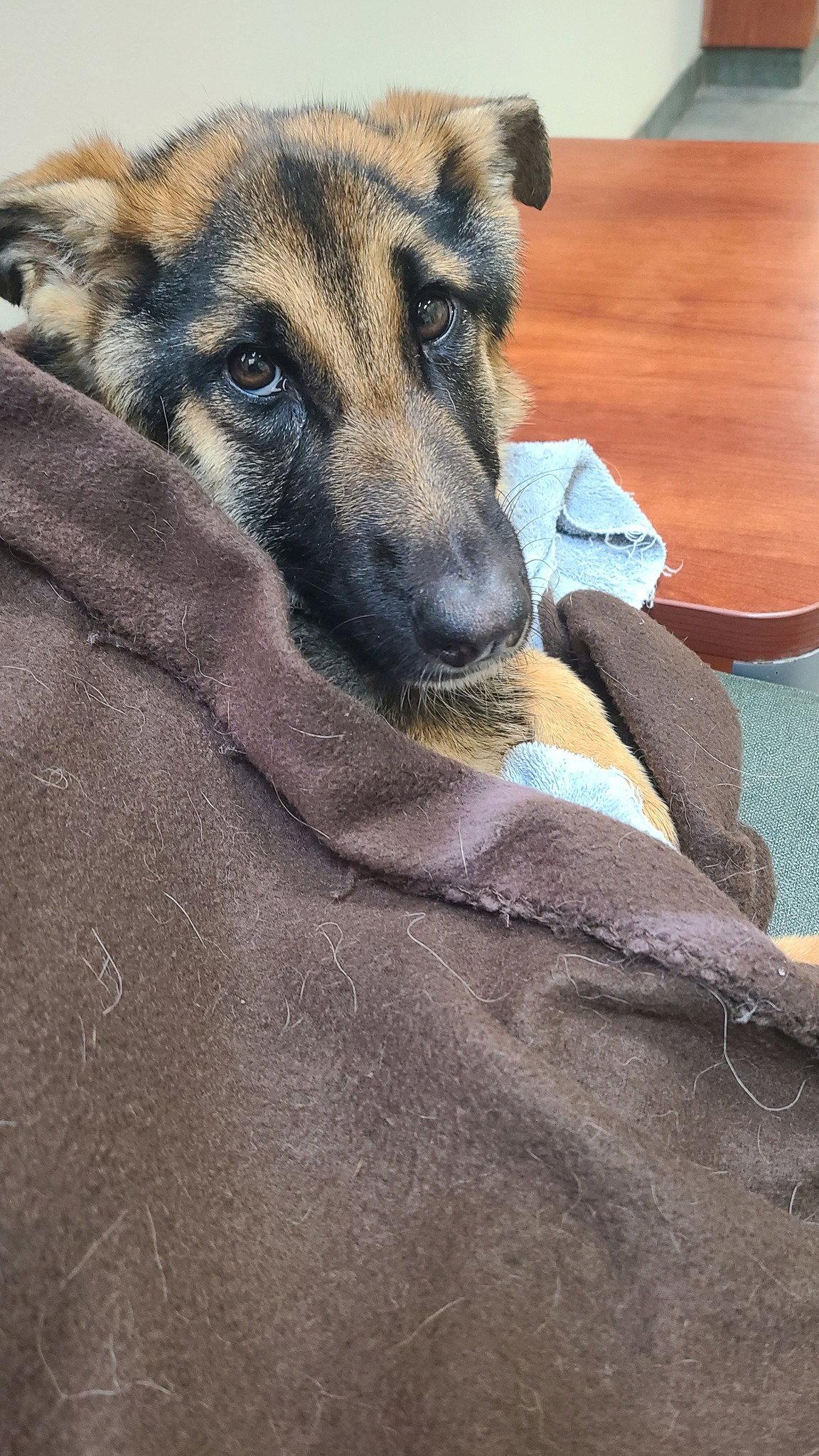 Enlarge Nova 25, a Adopted German Shepherd Dog in Hillside, IL image 3/3