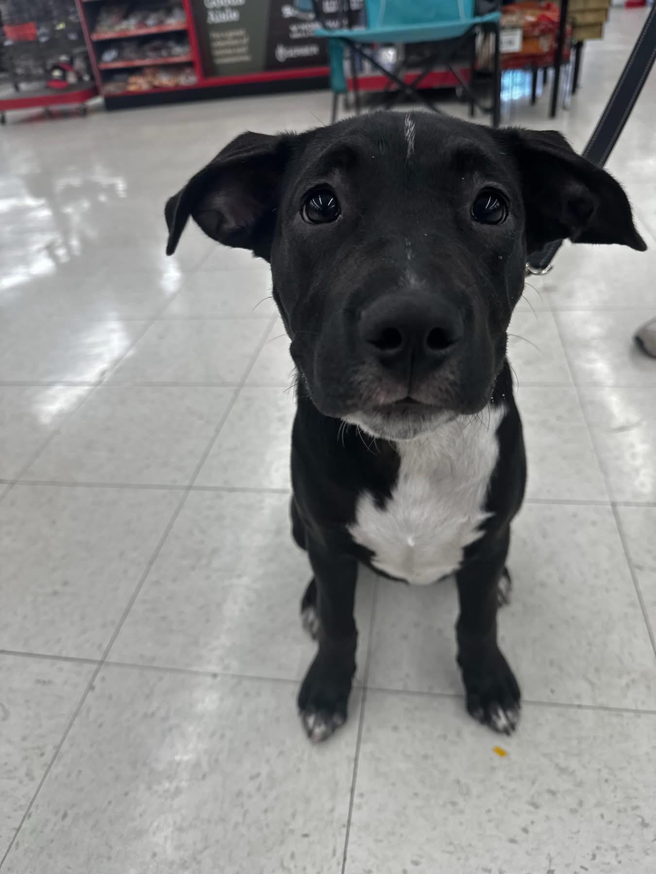 George, a ADOPTABLE Mixed Breed in Highland, NY image 3/3