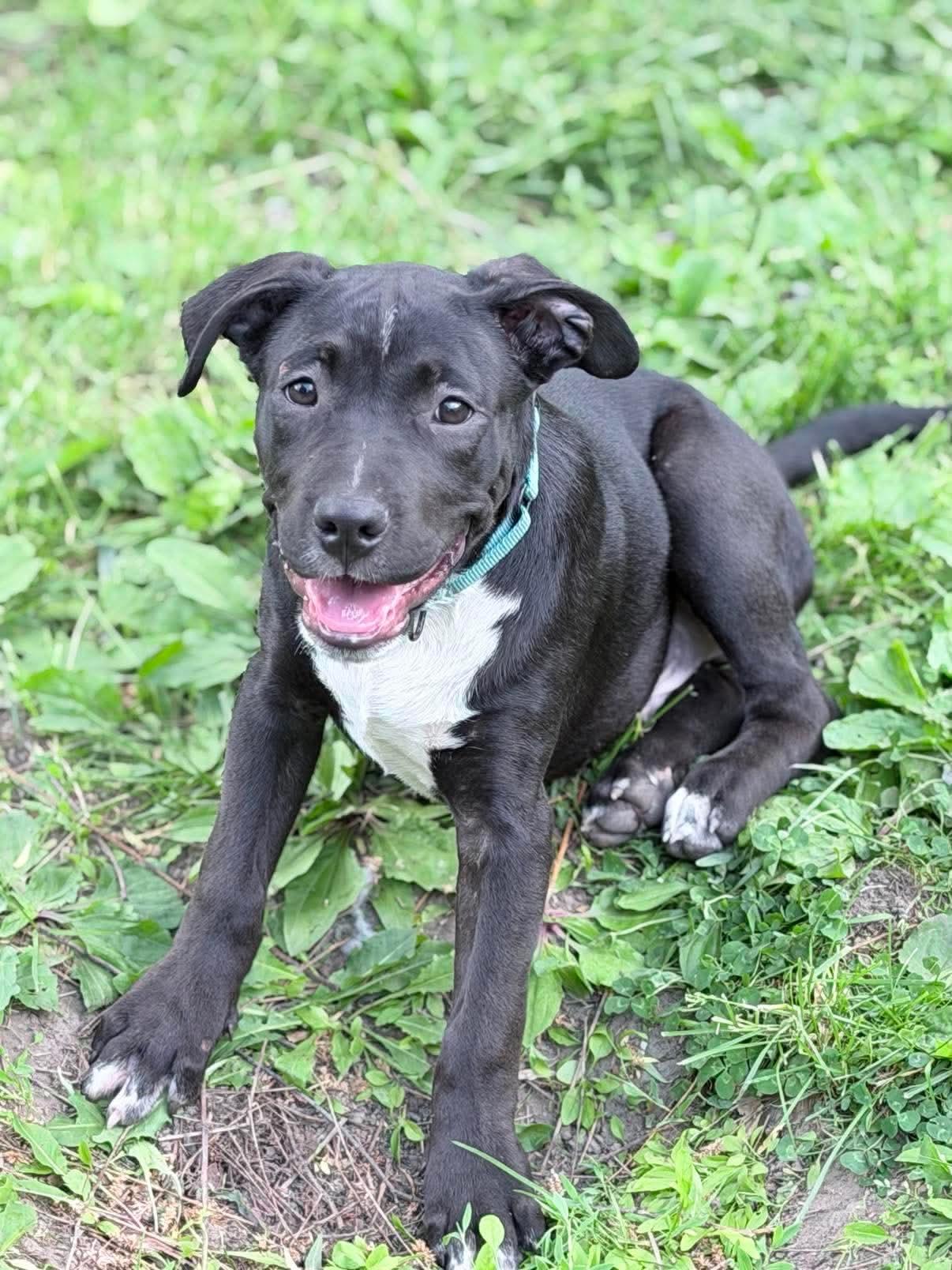 Enlarge George, a ADOPTABLE Mixed Breed in Highland, NY image 1/1