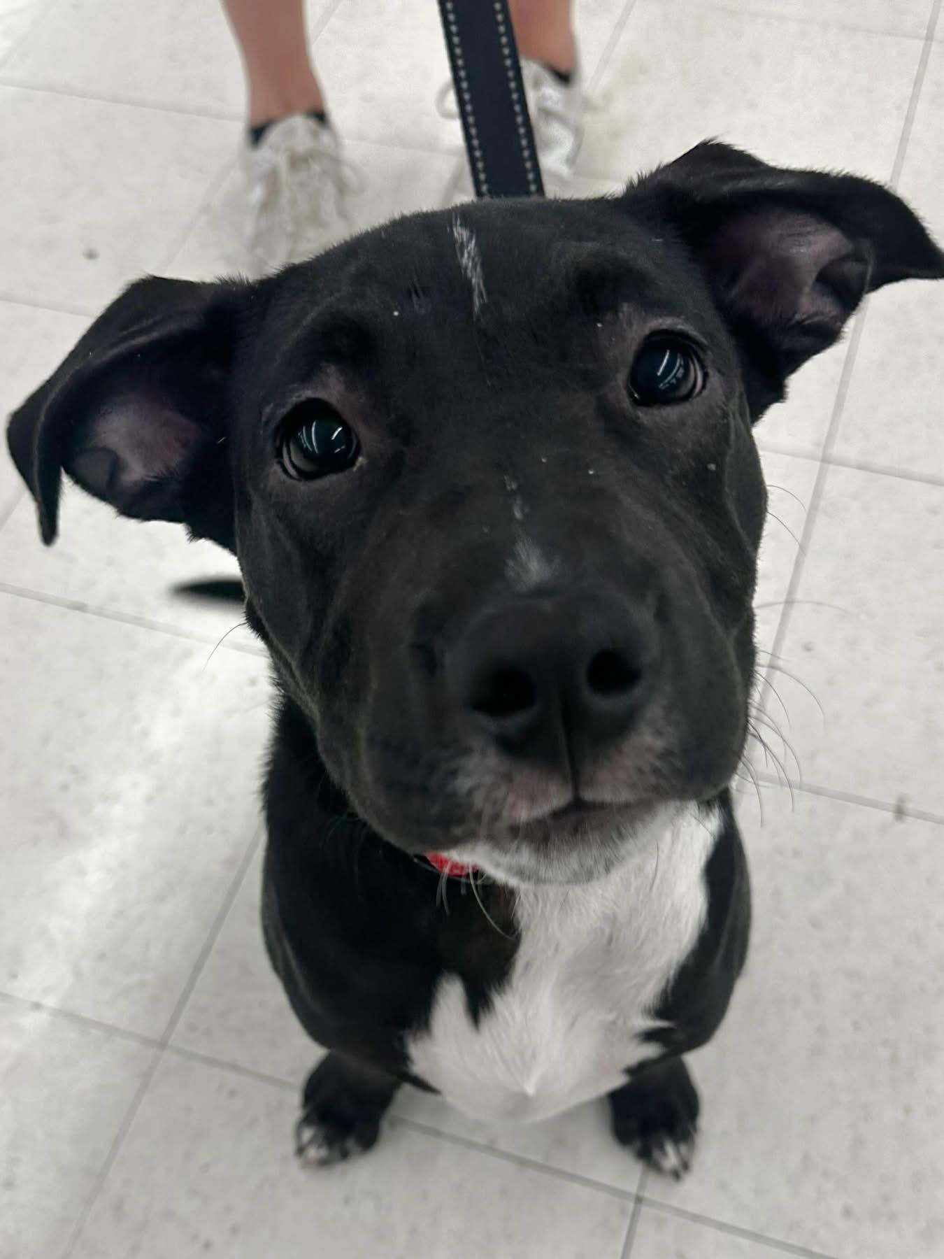 George, a ADOPTABLE Mixed Breed in Highland, NY image 2/3