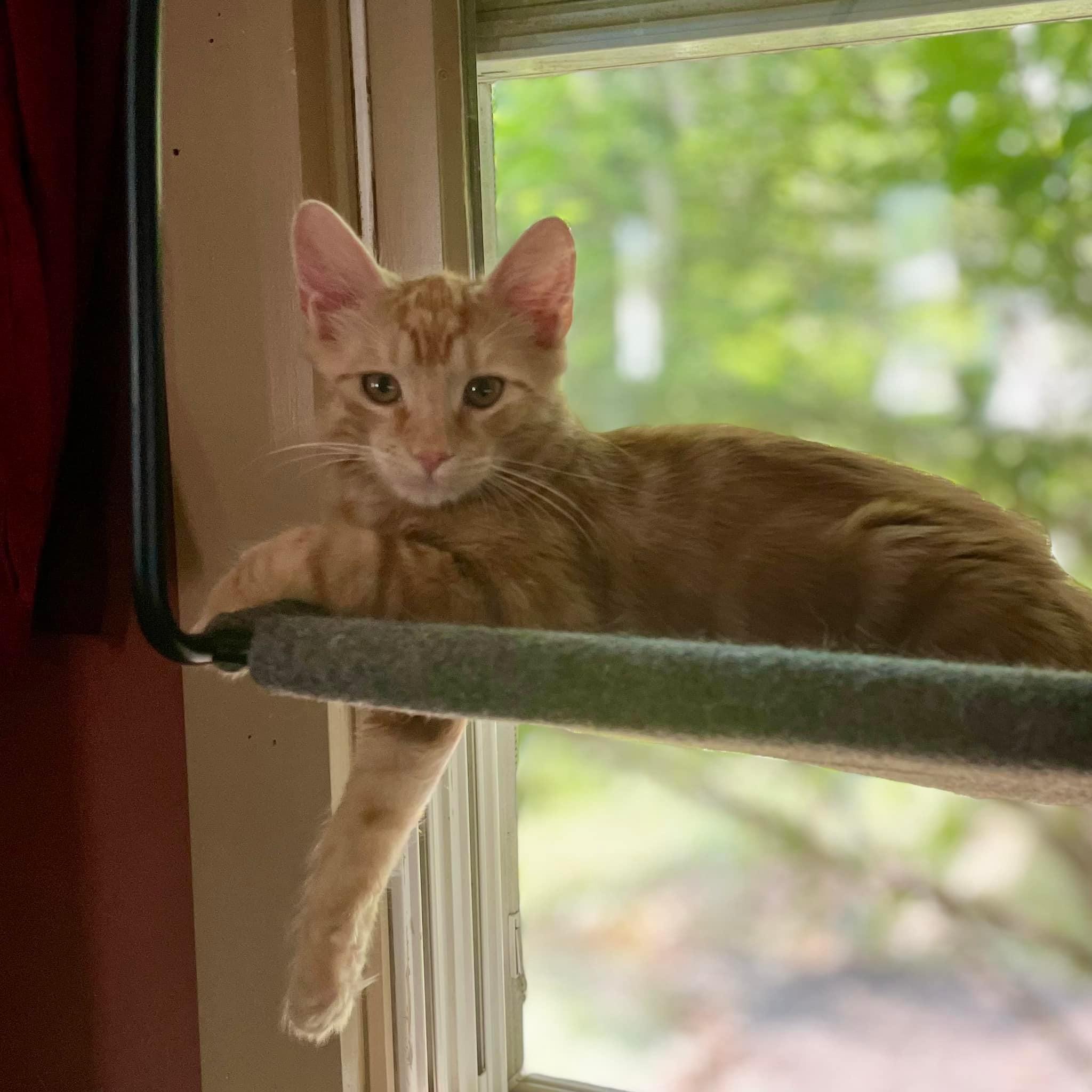 George & Charlotte, a Adopted American Shorthair in Gloucester City, NJ image 2/3
