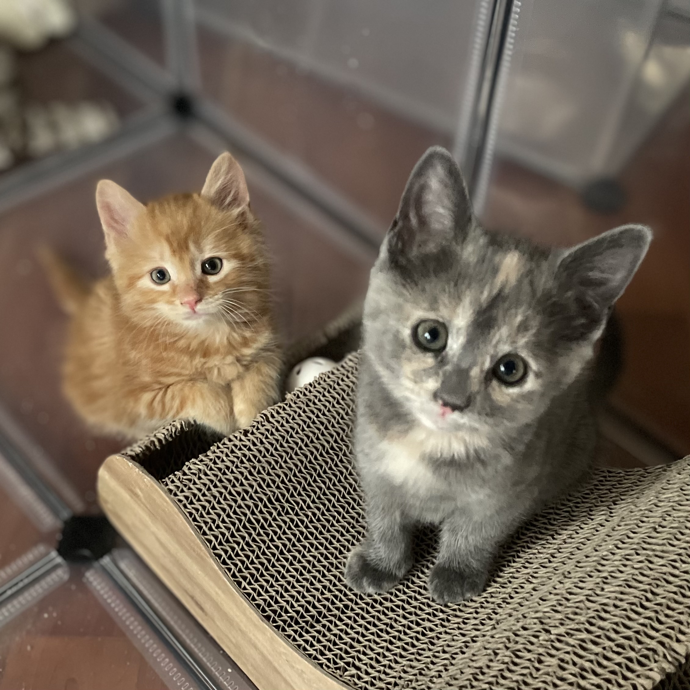 George & Charlotte, Adopted, Kitten Male American Shorthair.