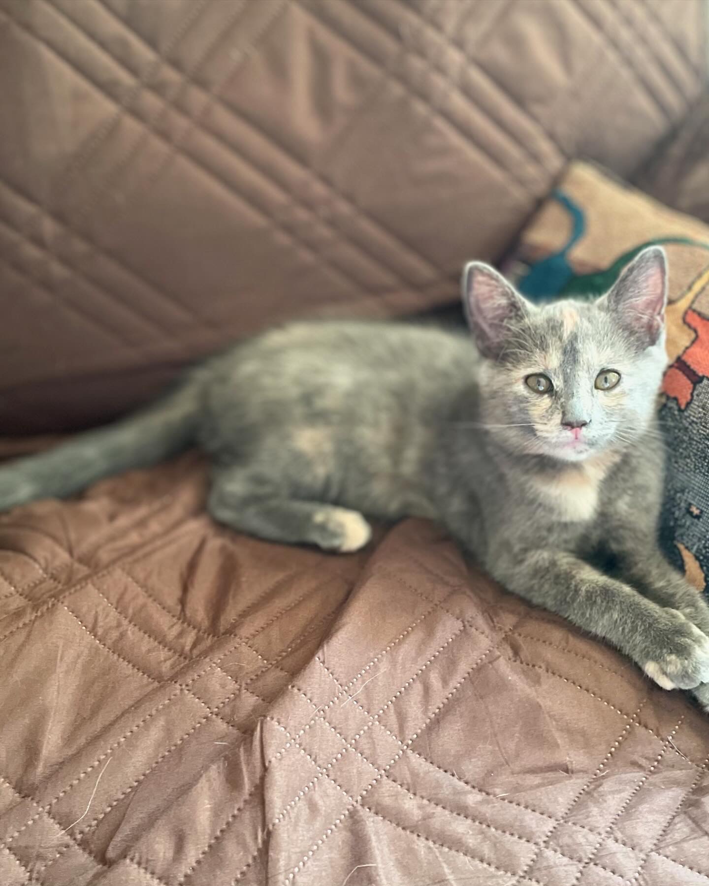 George & Charlotte, a Adopted American Shorthair in Gloucester City, NJ image 3/3