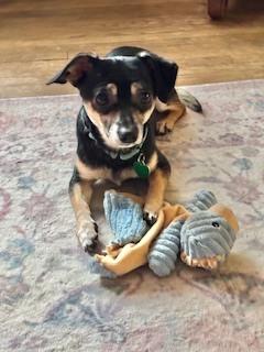 Alfred, Adoptable, Adult Male Dachshund & Chihuahua.