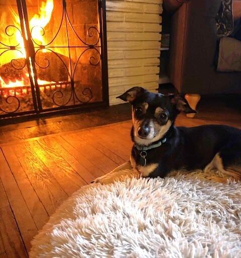 Alfred, a Adoptable mixed breed in Plymouth, MN image 2/4