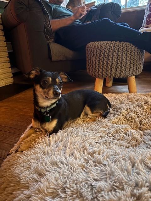 Alfred, a Adoptable mixed breed in Plymouth, MN image 3/4