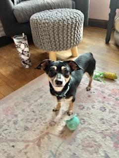 Alfred, a Adoptable mixed breed in Plymouth, MN image 4/4