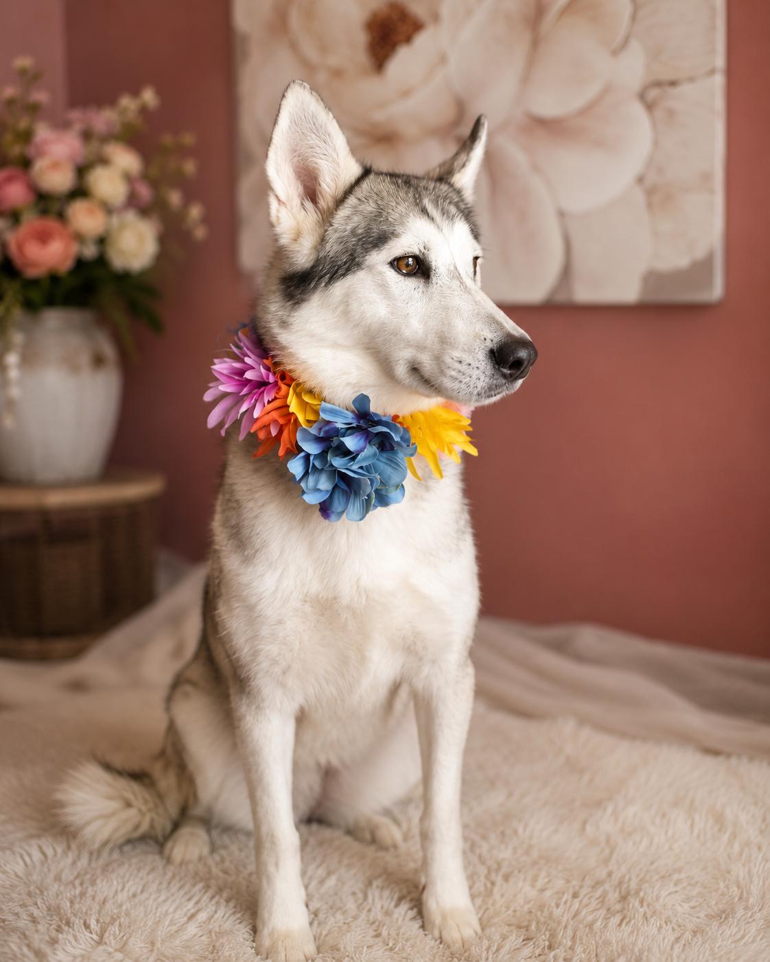 Enlarge Willowdean-The Easygoing Girl, an adopted mixed breed in Menifee, CA image 4/5