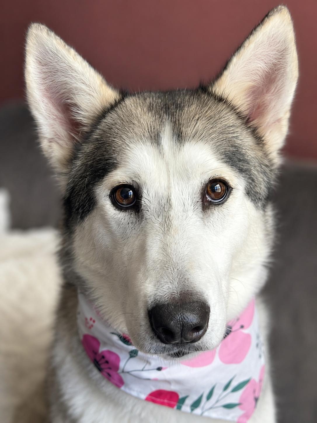 Enlarge Willowdean-The Easygoing Girl, an adopted mixed breed in Menifee, CA image 5/5