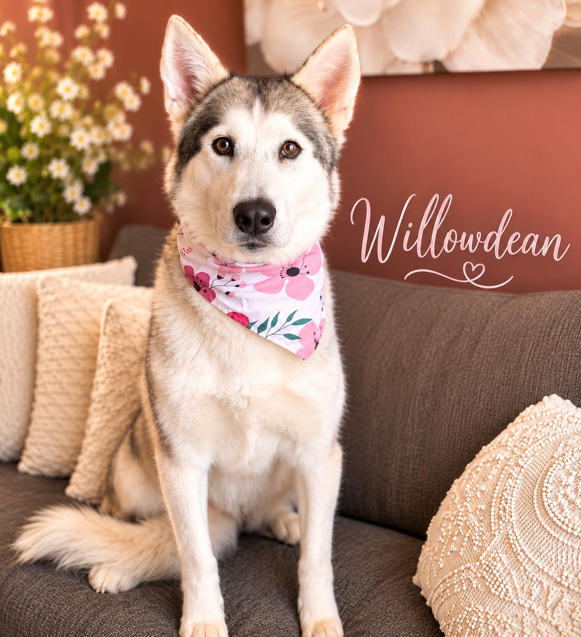 Willowdean-The Easygoing Girl, adopted, Adult Female Husky.