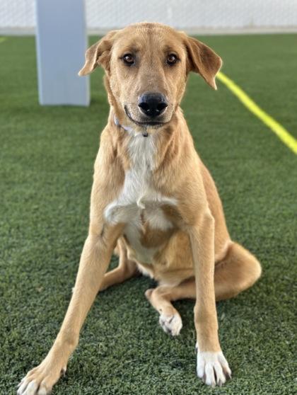 Honey, Adoptable, Adult Female Anatolian Shepherd & Mixed Breed.