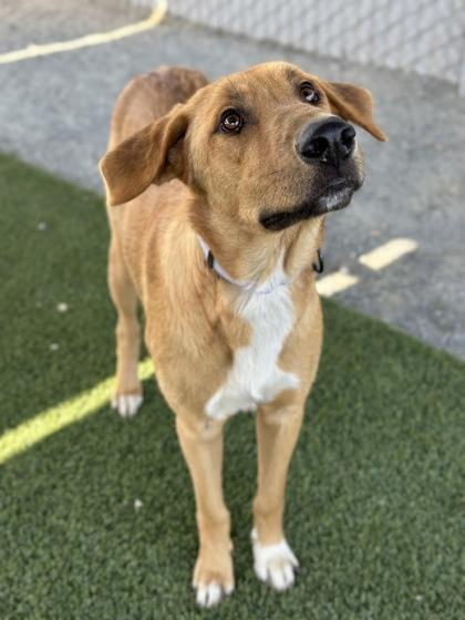Enlarge Honey, a Adoptable mixed breed in Fresno, CA image 2/3