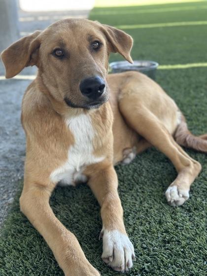 Enlarge Honey, a Adoptable mixed breed in Fresno, CA image 3/3
