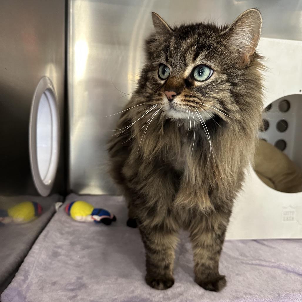 Nala, Adoptable, Adult Female Domestic Long Hair.
