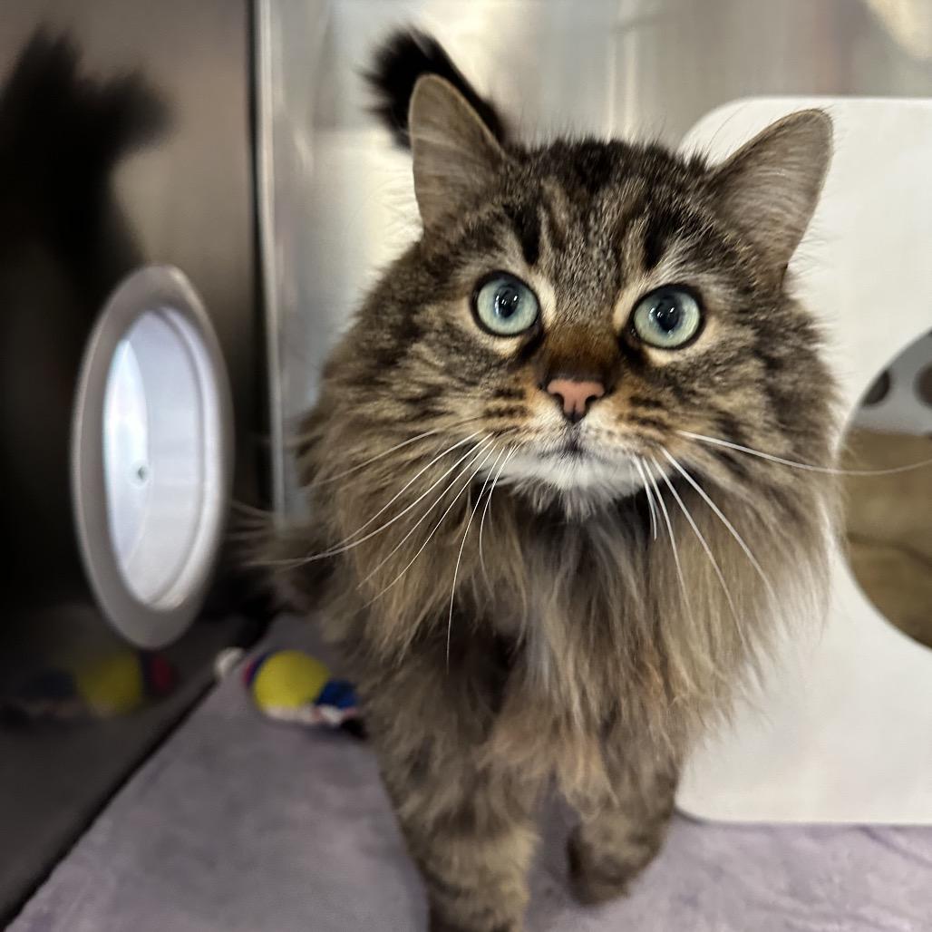 Enlarge Nala, a Adoptable Domestic Long Hair in Spokane, WA image 2/6