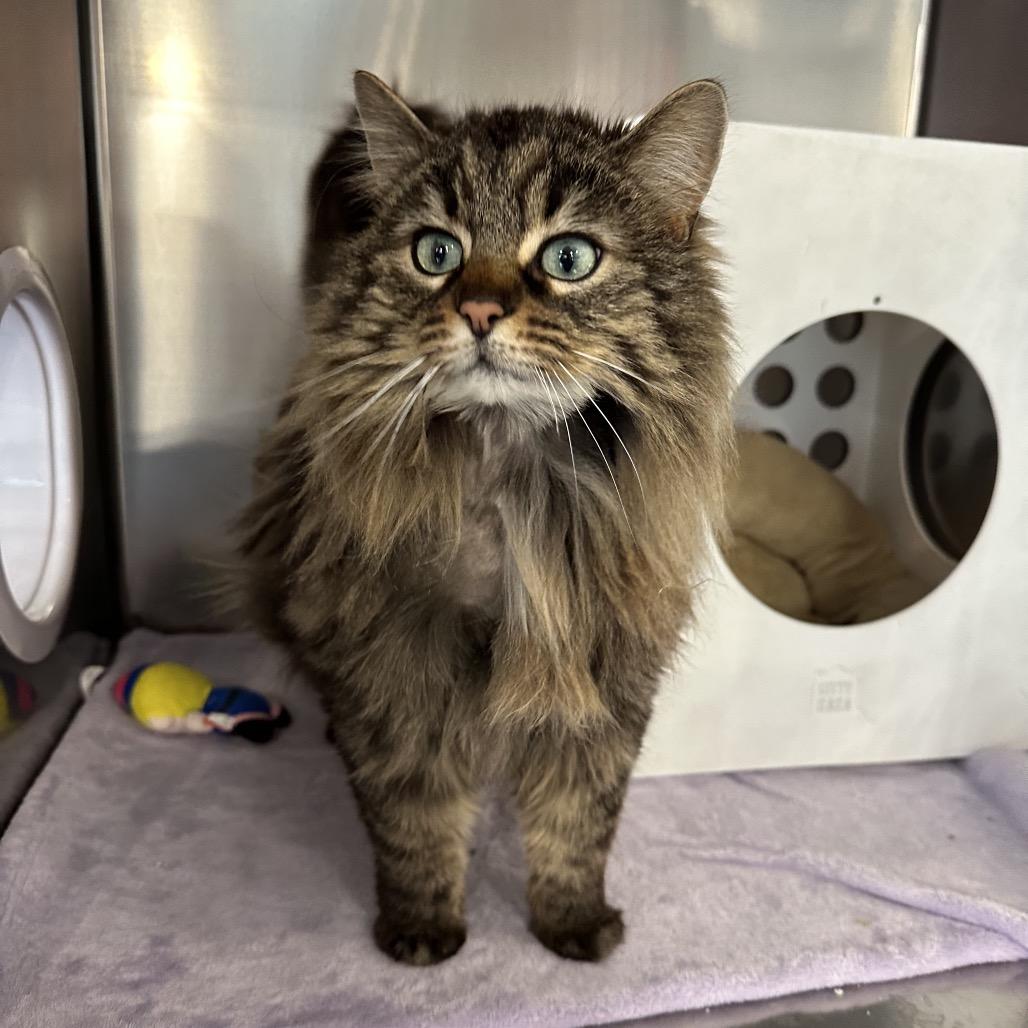 Enlarge Nala, a Adoptable Domestic Long Hair in Spokane, WA image 3/6