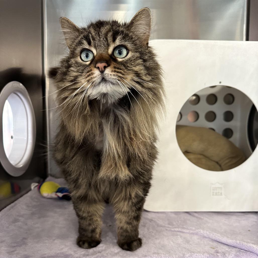 Enlarge Nala, a Adoptable Domestic Long Hair in Spokane, WA image 4/6