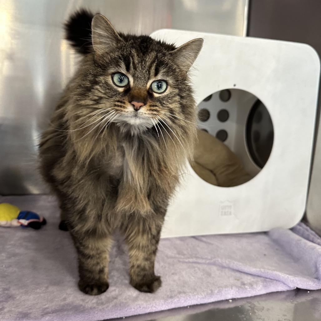 Enlarge Nala, a Adoptable Domestic Long Hair in Spokane, WA image 5/6