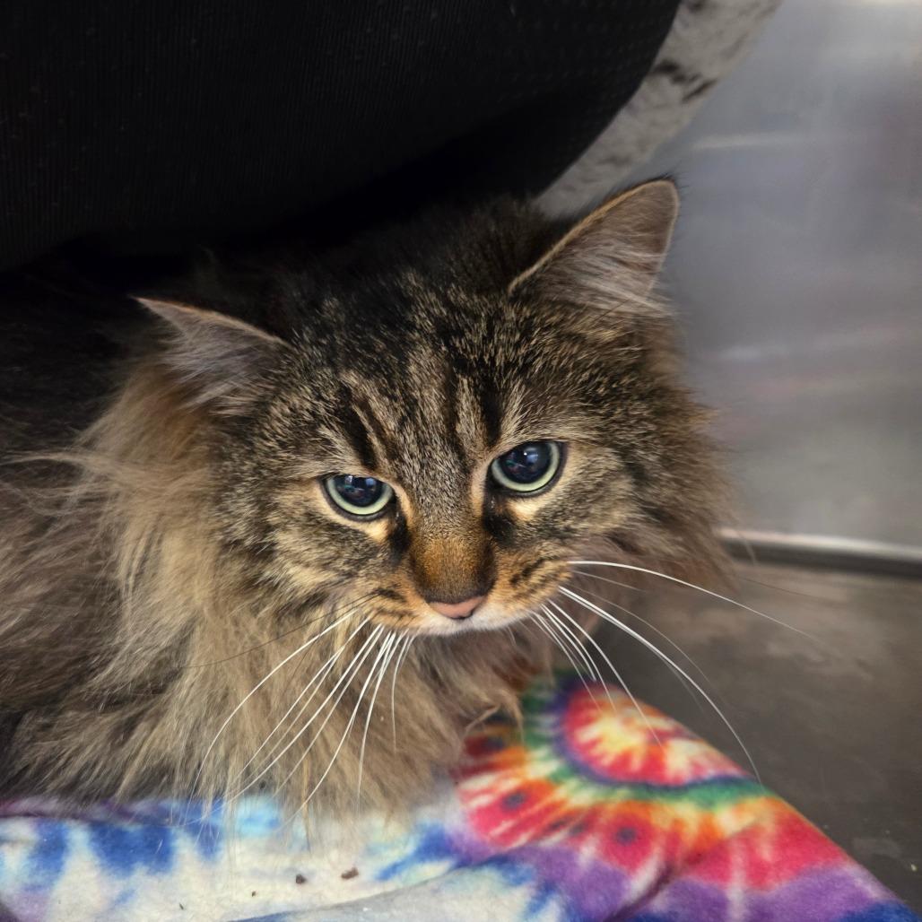 Enlarge Nala, a Adoptable Domestic Long Hair in Spokane, WA image 6/6