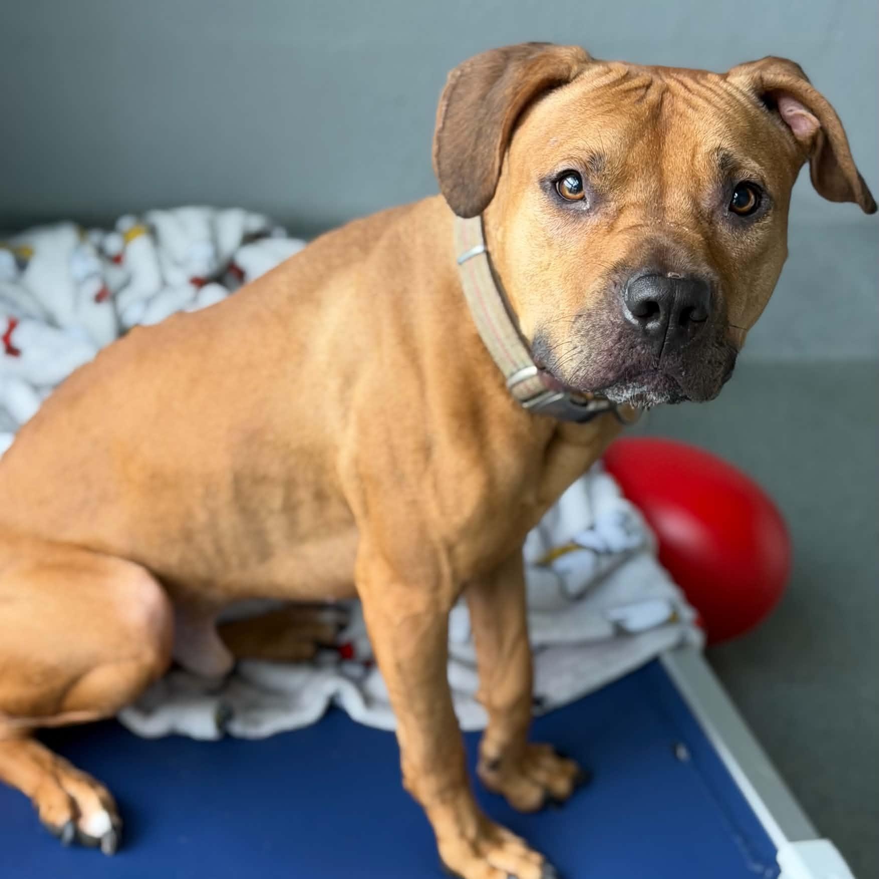 26-01113 COOPER, adoptable, Adult Male Boxer & Hound.