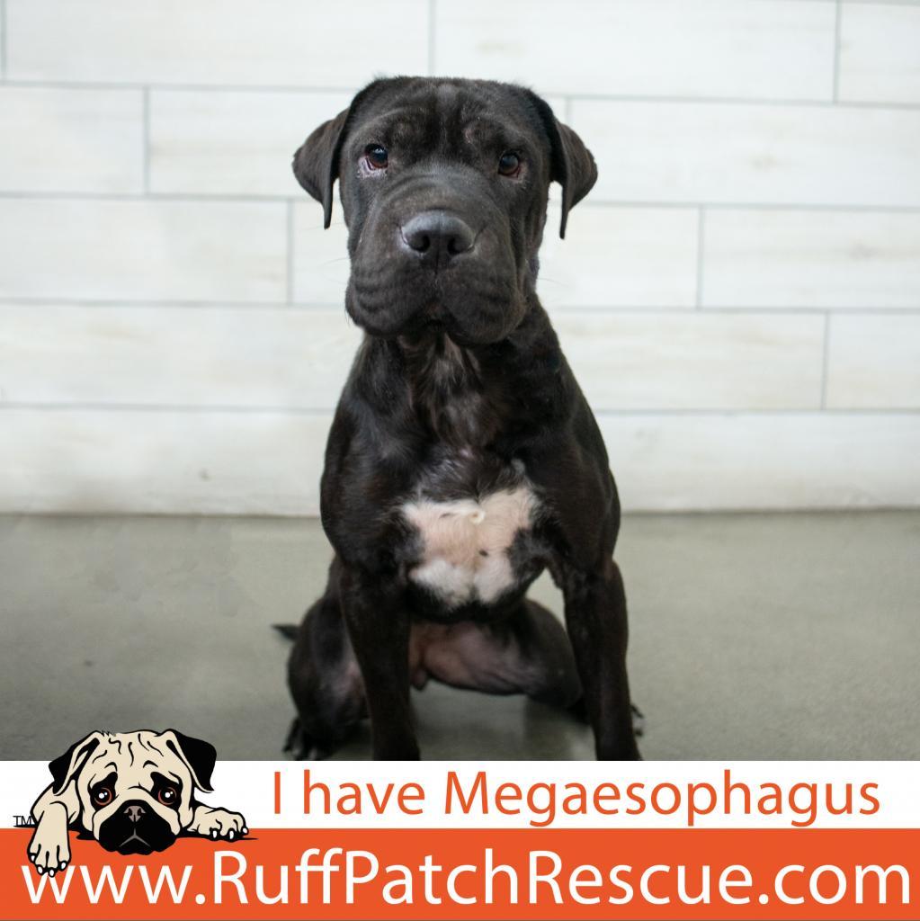 Honey, Adoptable, Adult Female Shar-Pei.