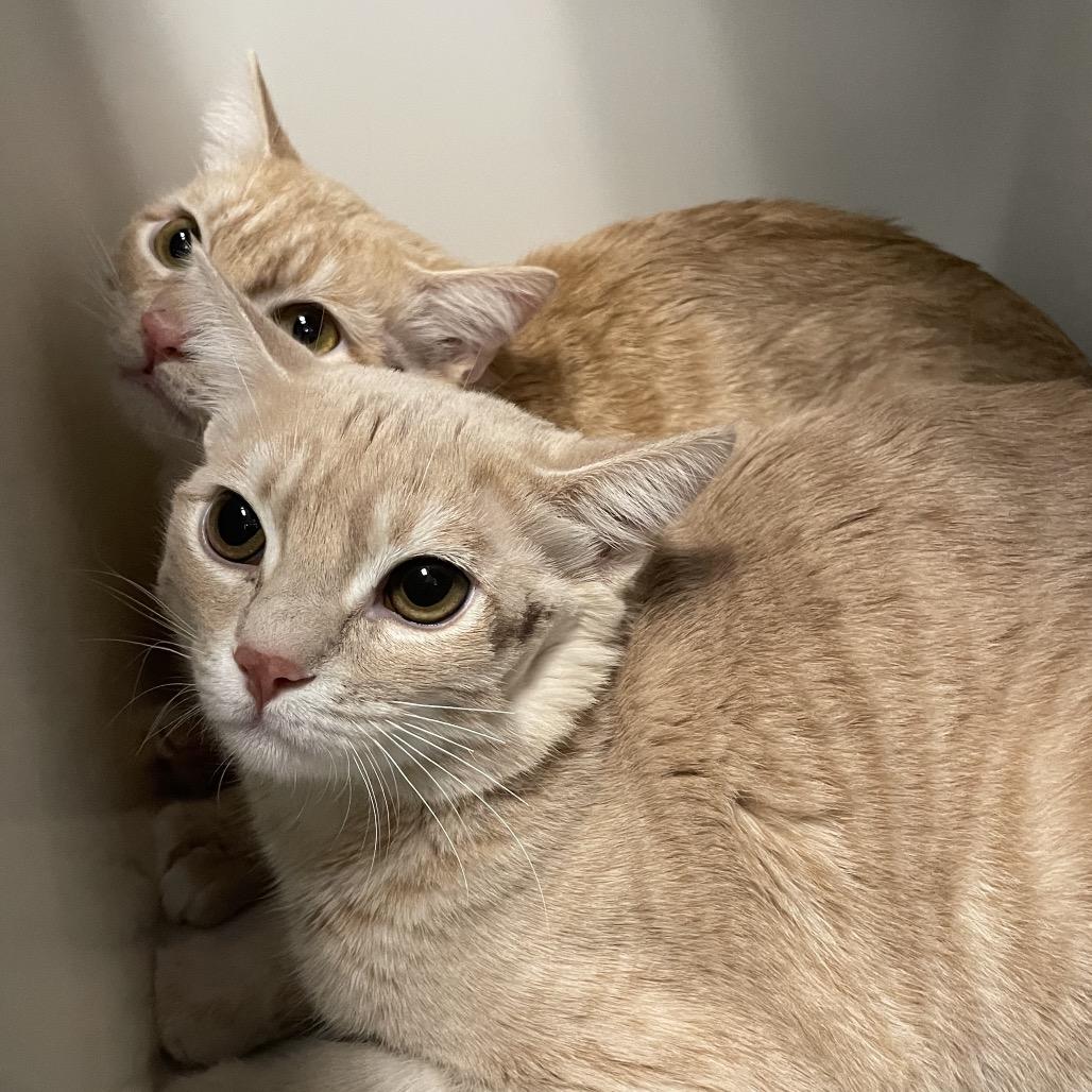 Oliver, Adoptable, Young Male Domestic Short Hair.