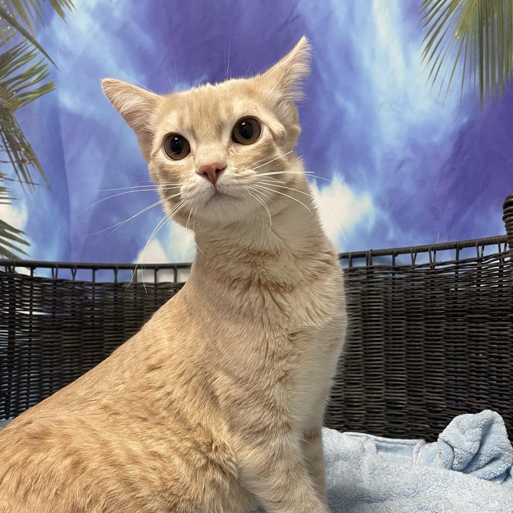 Enlarge Oliver, a Adoptable Domestic Short Hair in Henderson, NV image 2/4