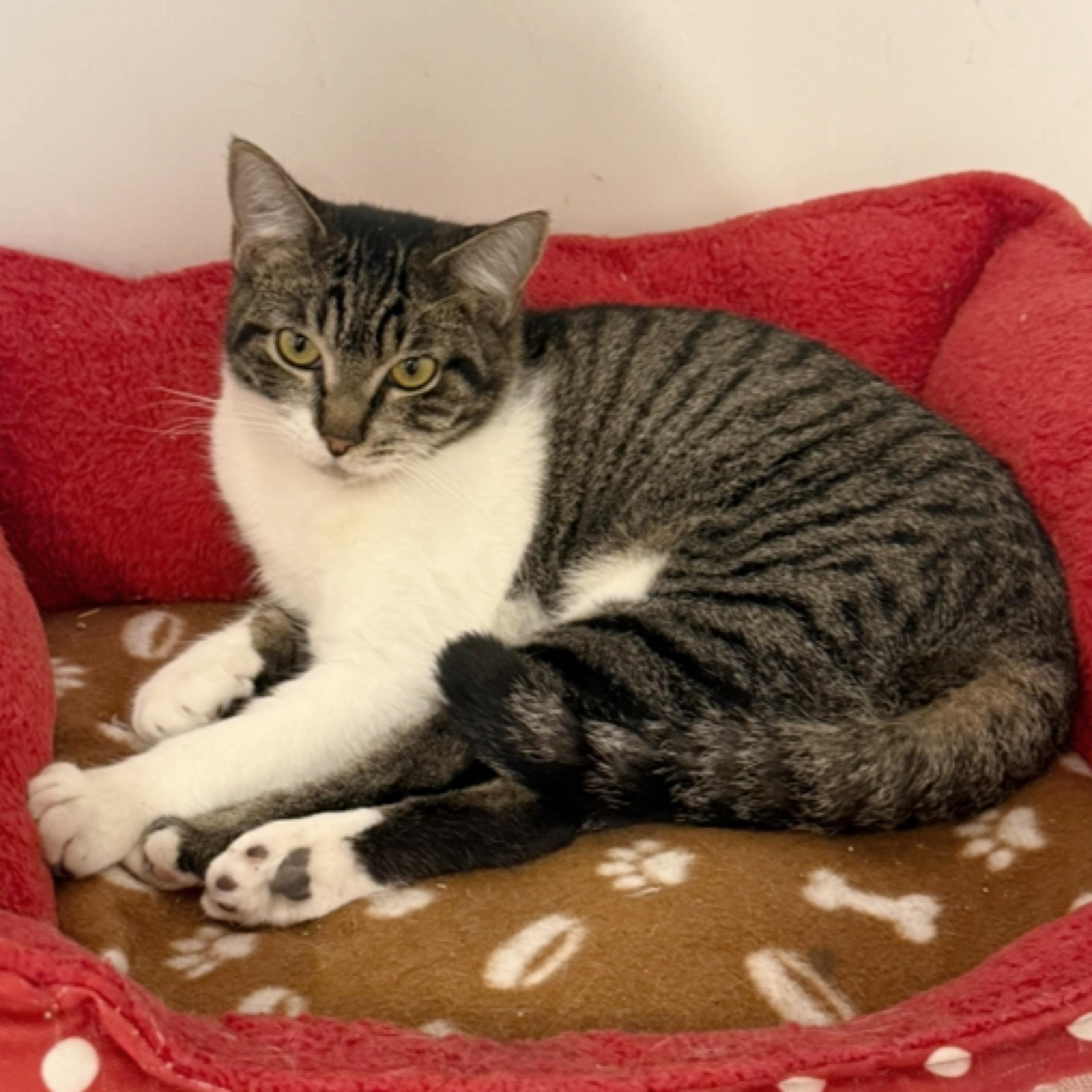 Pebbles — thumbnail 2