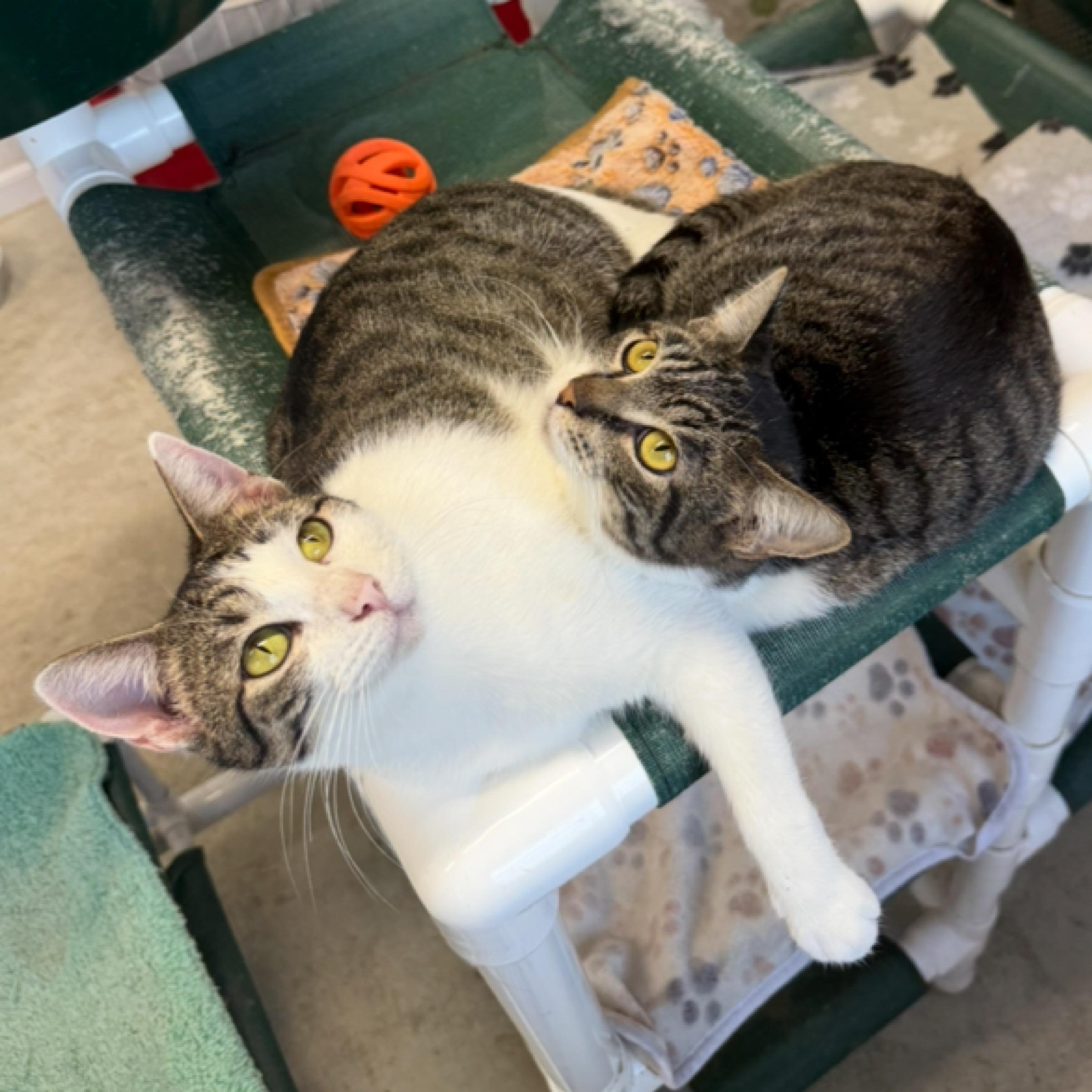 Pebbles — thumbnail 6