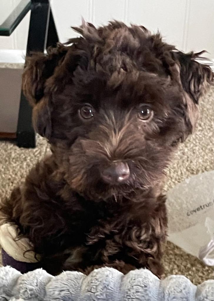 Enlarge Poppy, a Adoptable Schnauzer in Claremore, OK image 1/3