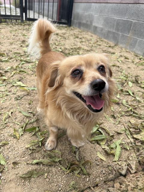 ECHO, Adoptable, Adult Male Cocker Spaniel & Mixed Breed.
