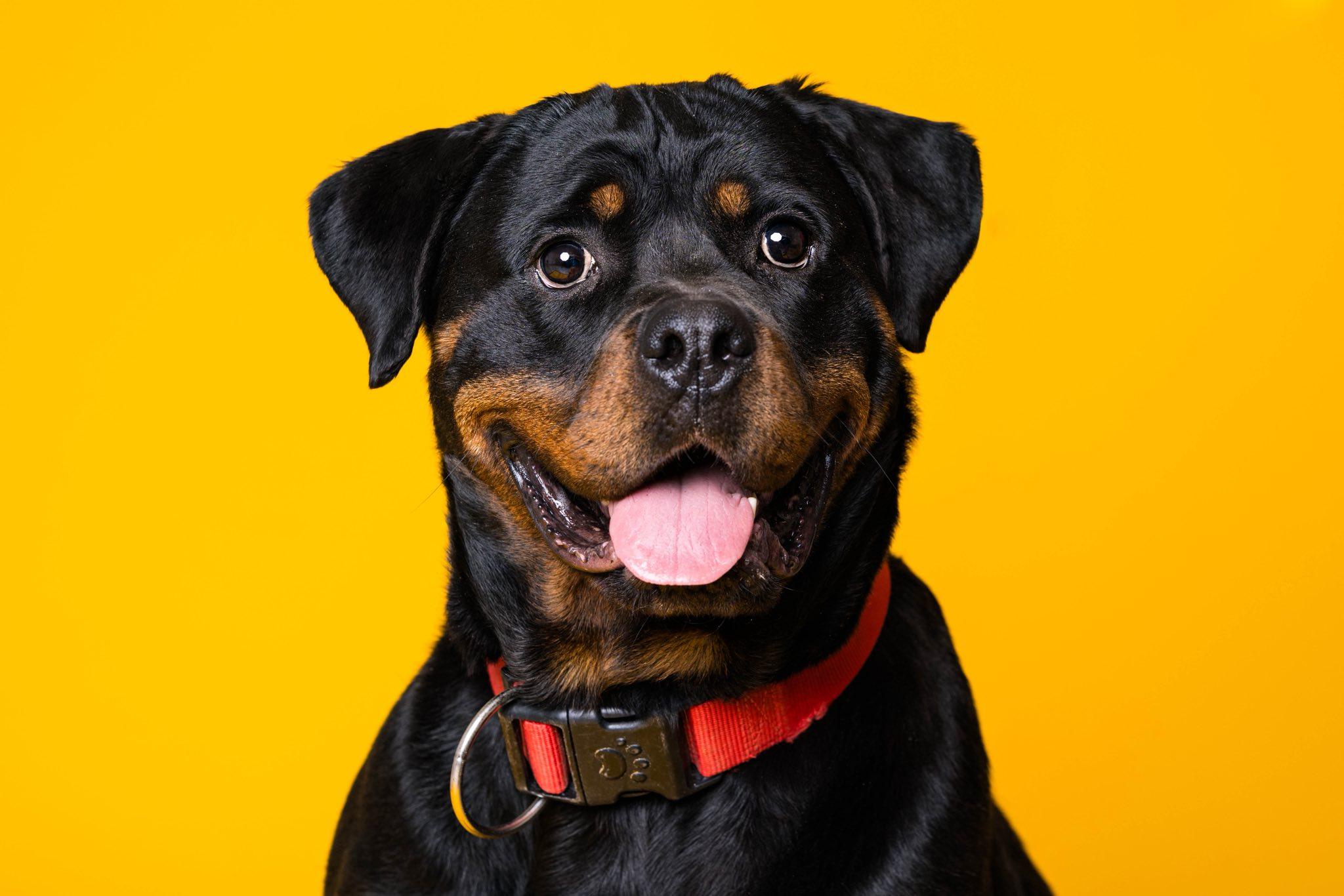 Remi, Adoptable, Adult Female Rottweiler.