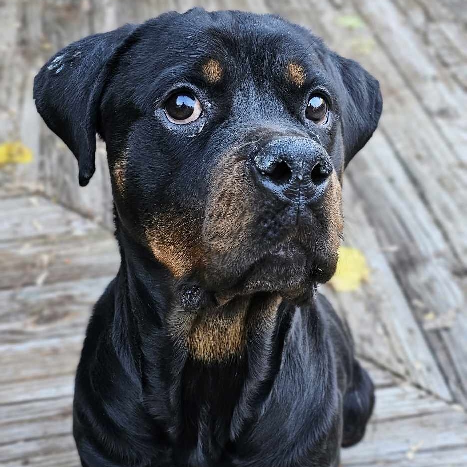 Remi, a Adoptable Rottweiler in Toledo, OH image 2/3