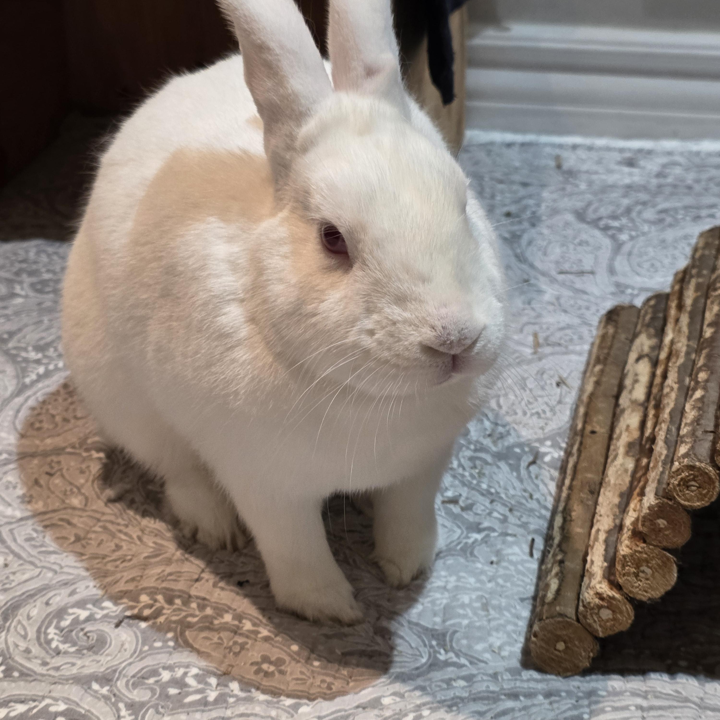 Baker, a Adoptable Florida White in Everett, ON image 2/6