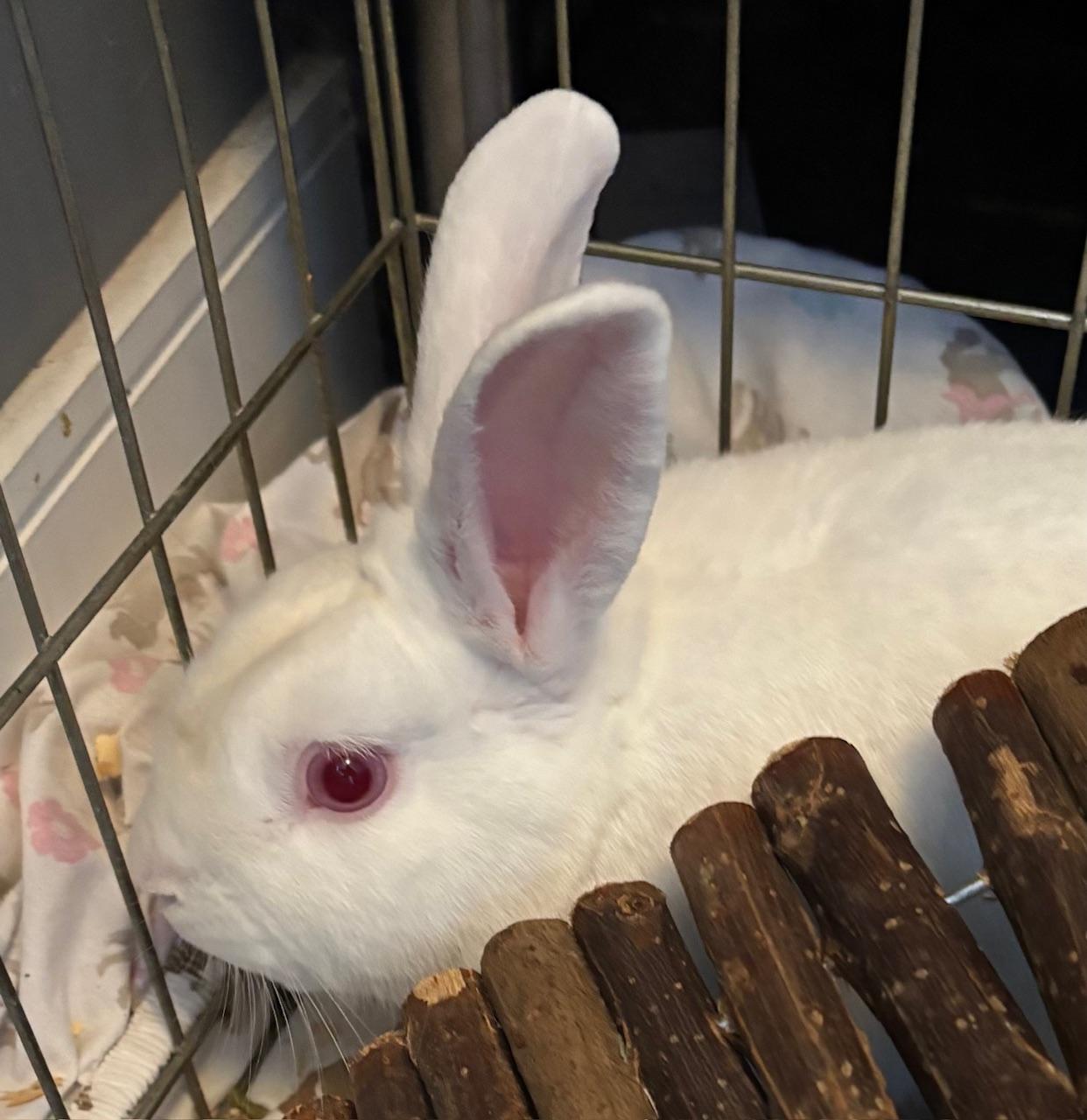 Baker, a Adoptable Florida White in Alliston, ON image 1/3