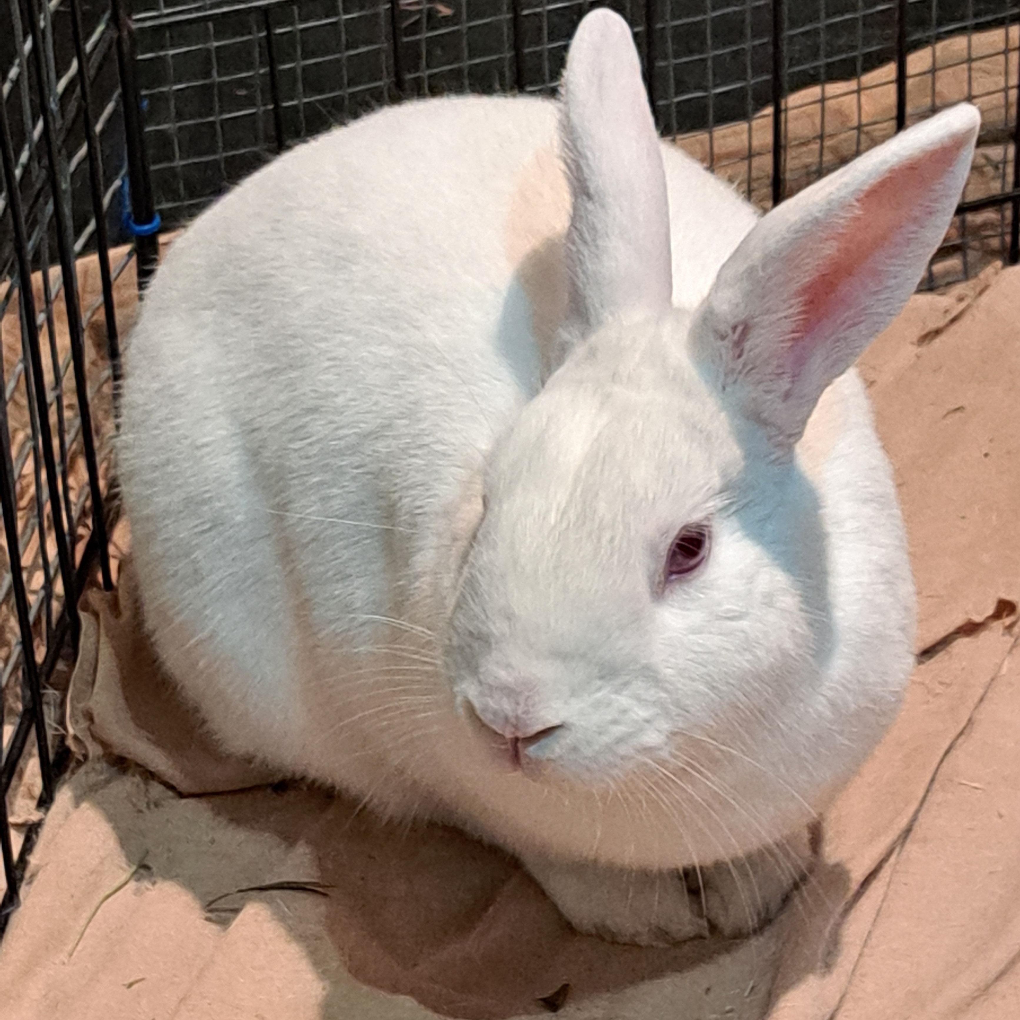 Baker, Adoptable, Adult Male Florida White.