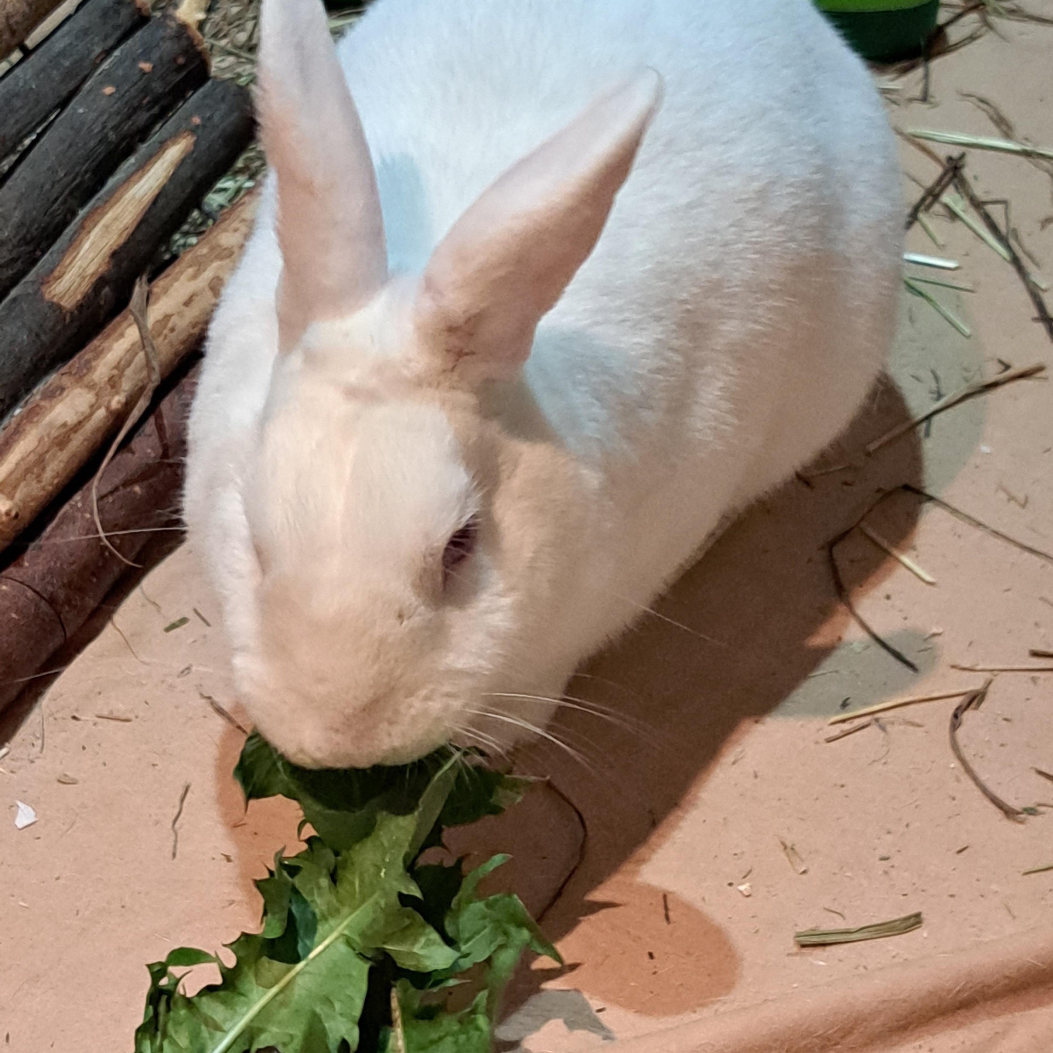 Baker, a Adoptable Florida White in Alliston, ON image 3/3