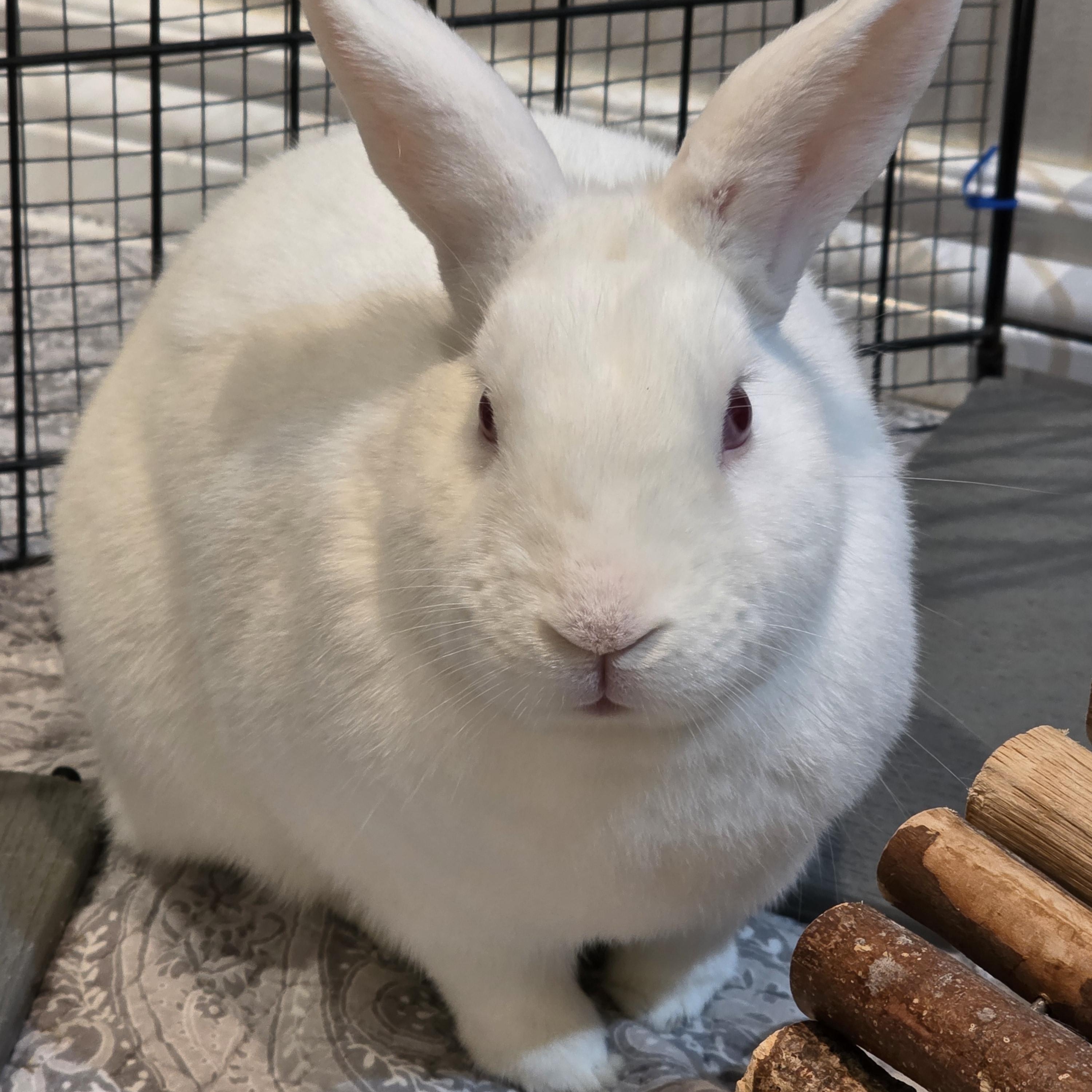 Baker, Adoptable, Adult Male Florida White.