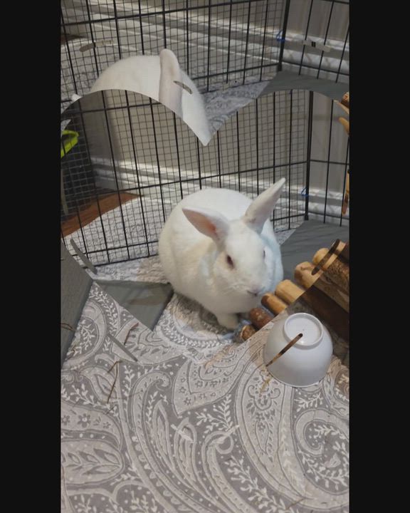 Enlarge Baker, a Adoptable Florida White in Everett, ON video 6/6