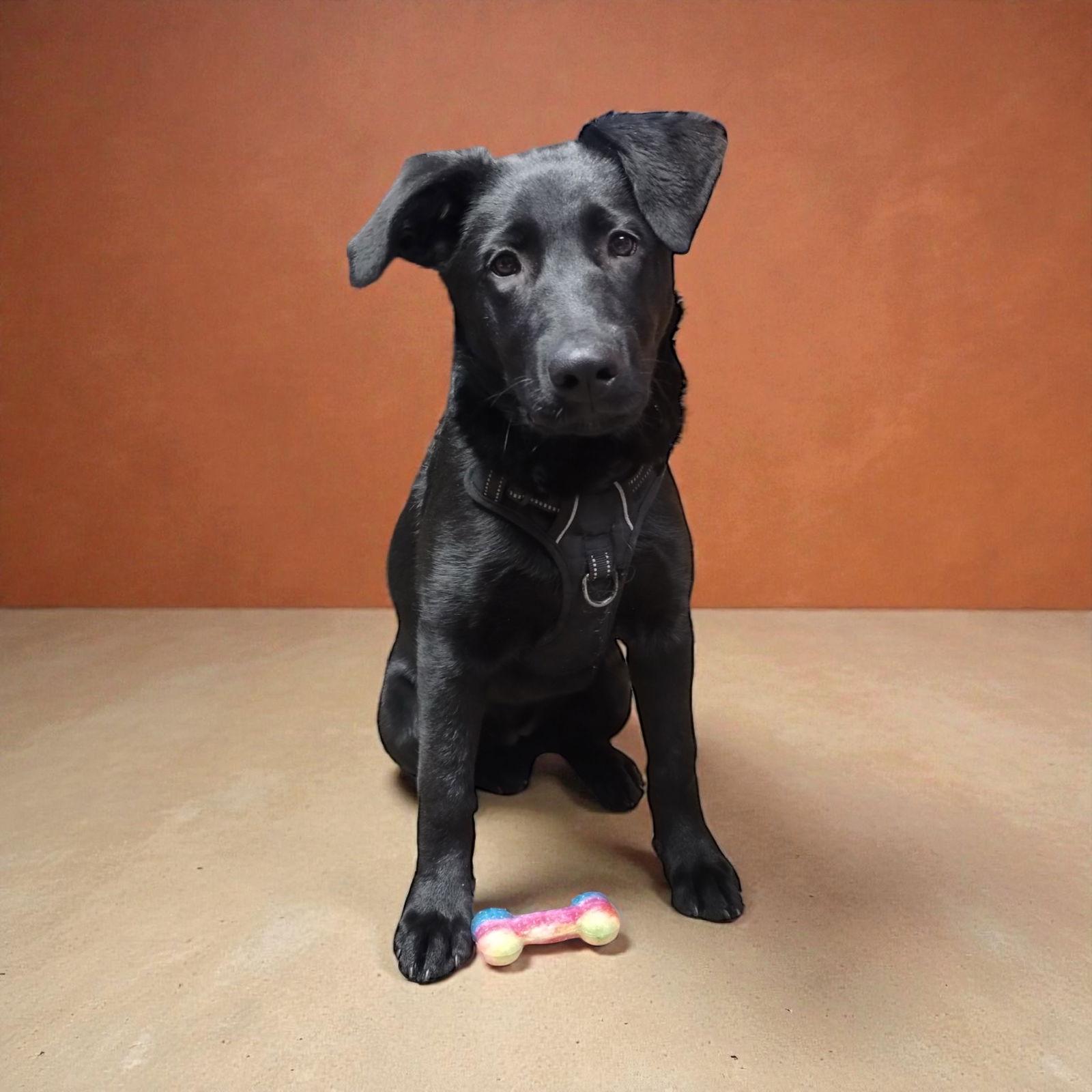 Enlarge Coaly, a Adoptable Labrador Retriever in Berwick, PA image 1/1