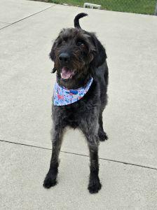 June, an adopted Labradoodle in Bucyrus, OH image 1/4