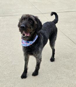 June, an adopted Labradoodle in Bucyrus, OH image 4/4