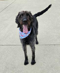 June, an adopted Labradoodle in Bucyrus, OH image 2/4