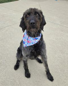 June, an adopted Labradoodle in Bucyrus, OH image 3/4