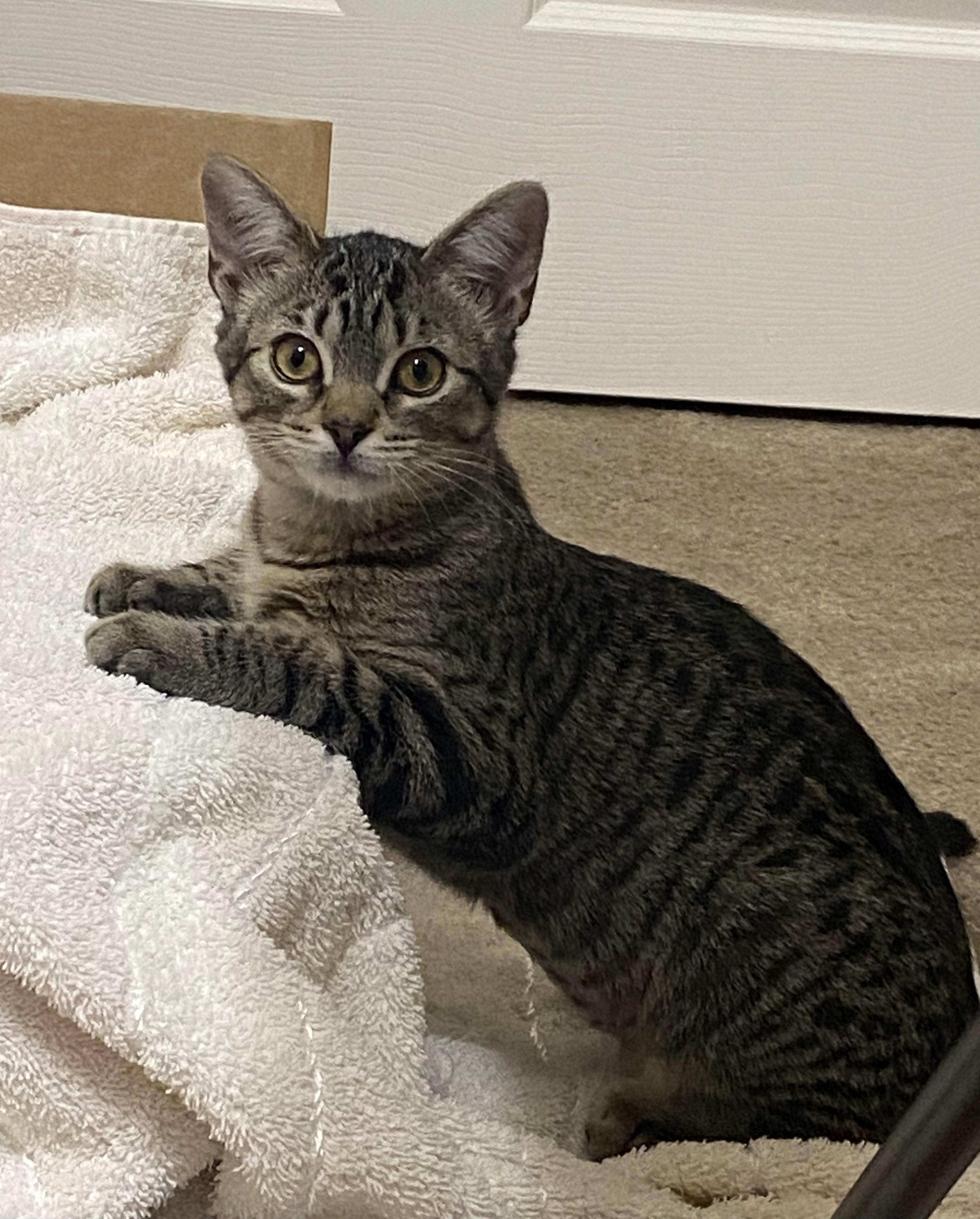 Poppy (Bonded with JR), Adopted, Young Female Domestic Short Hair.