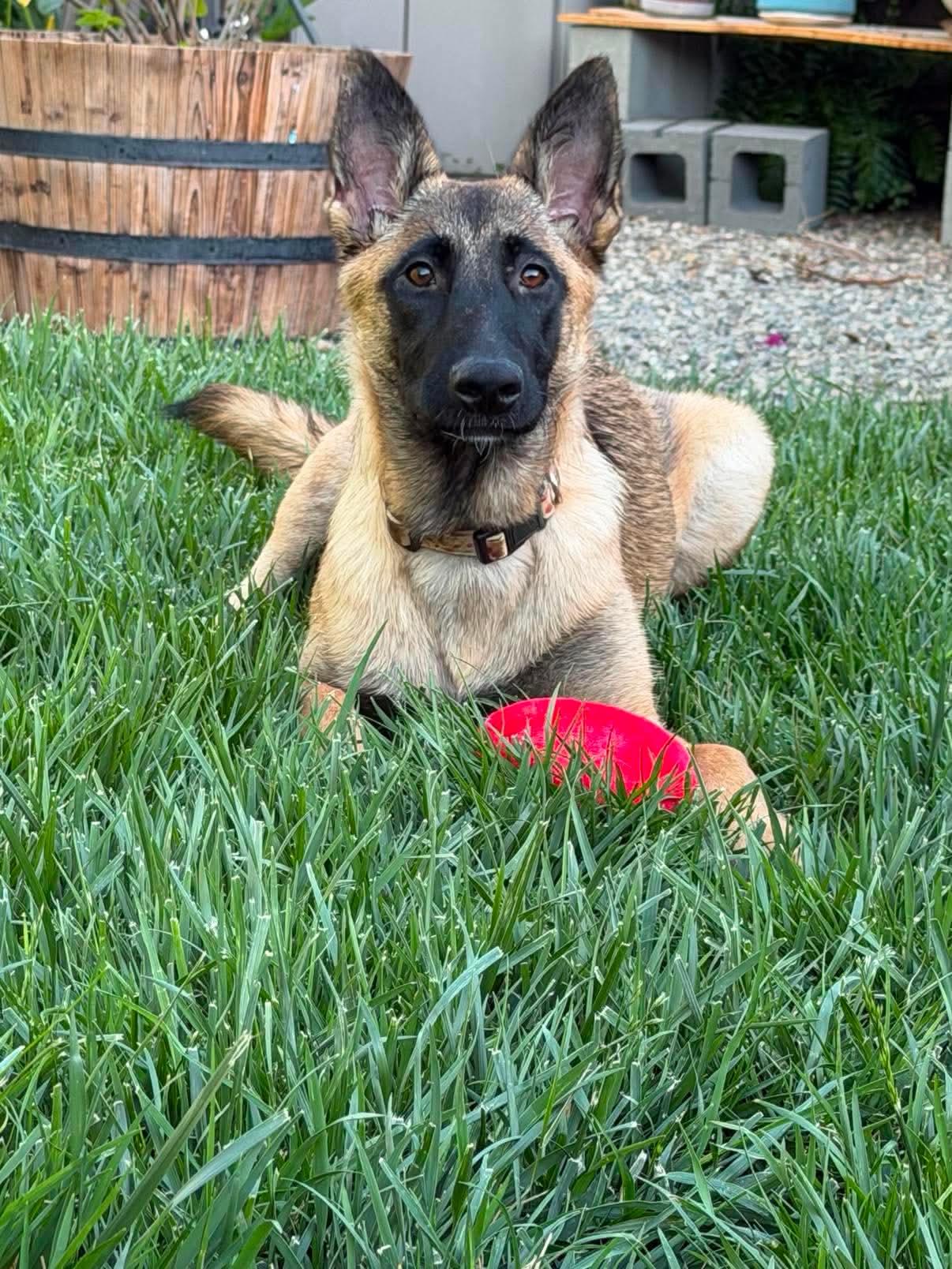 Enlarge Rebekah, an adoptable mixed breed in Lodi, CA image 4/5