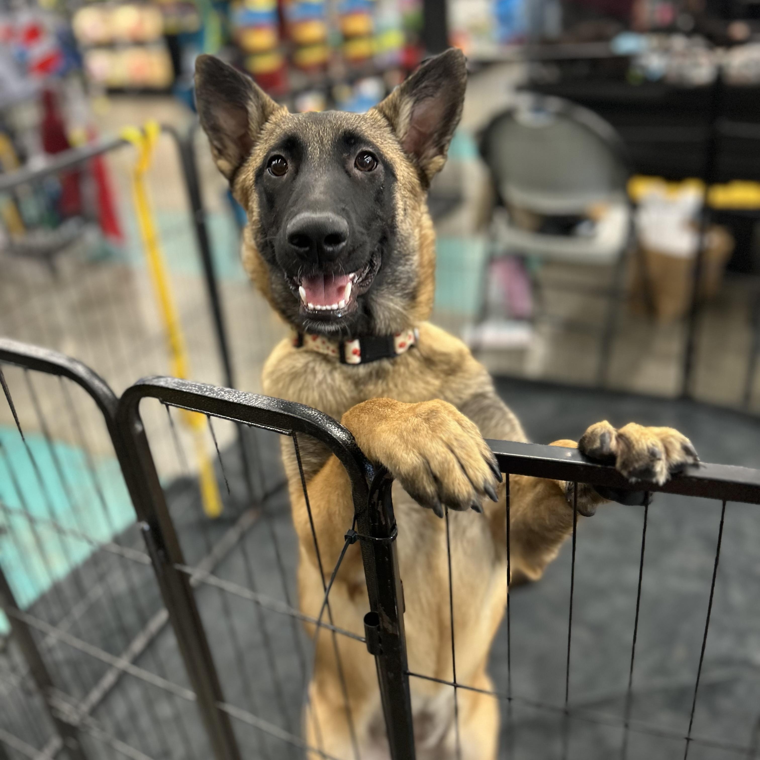 Rebekah, an adoptable mixed breed in Lodi, CA image 1/6