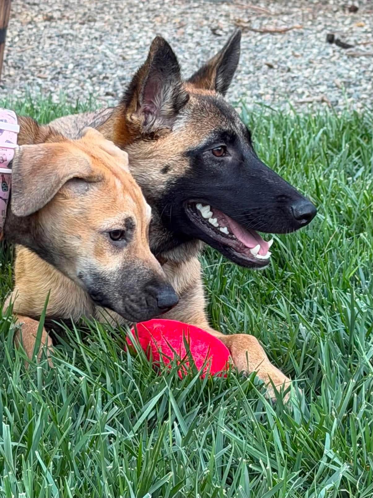 Enlarge Rebekah, an adoptable mixed breed in Lodi, CA image 2/5
